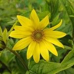 Helianthus giganteusFlor