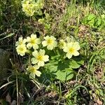 Primula × polyantha Blomst