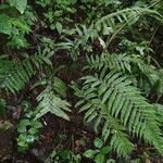 Polystichum transvaalense Vekstform