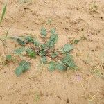 Erodium laciniatum Habitat