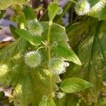 Urtica pilulifera Плід