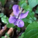 Viola reichenbachiana Květ