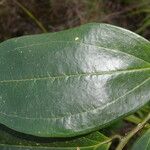 Satyria meiantha Hoja