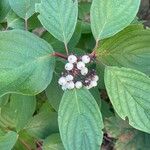 Cornus sericea Frukto