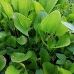 Eichhornia crassipes List