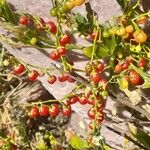 Solanum tripartitum Plod