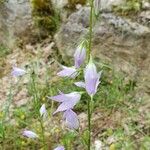 Campanula rapunculus 花