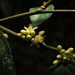 Casearia acuminata Flower