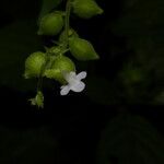 Priva lappulacea Flower