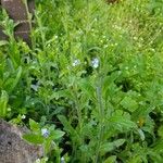 Myosotis arvensis Leaf