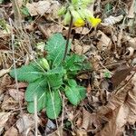 Primula verisBlatt