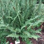 Dryopteris × complexa পাতা