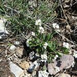 Arabis ciliata Habitat