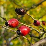 Rosa canina फल