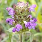 Prunella vulgarisFlower