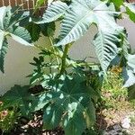 Ricinus communisHostoa