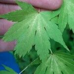 Acer shirasawanum Folha