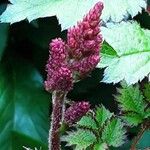 Astilbe japonica Lorea