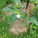 Datura stramoniumফুল