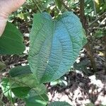 Plukenetia volubilis Leaf