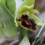 Ophrys umbilicata Flower