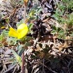 Ononis pusilla Flor