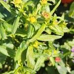 Guizotia abyssinica Blüte