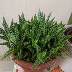 Aloe variegata Φύλλο