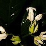 Toxosiphon lindenii Virág