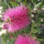 Melaleuca rugulosaΛουλούδι