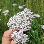 Achillea nobilisΛουλούδι