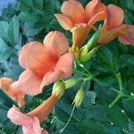 Campsis grandiflora Fula