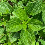Laportea aestuans Leaf