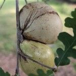 Quercus lobata Fruto