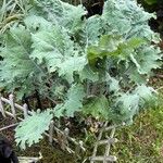 Crambe maritima Blad