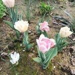 Tulipa gesnerianaFloro