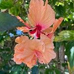 Hibiscus rosa-sinensis花