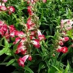 Penstemon hartwegii عادت