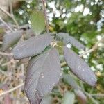 Rubus questieri Leaf