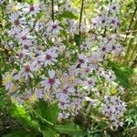 Symphyotrichum cordifoliumFlower