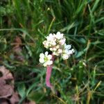 Micranthes integrifolia Flor