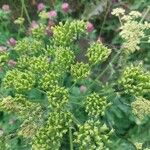 Heracleum sibiricumFruit