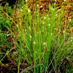 Rhynchospora alba Habit