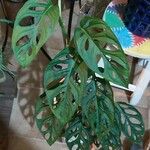 Monstera adansonii Liść