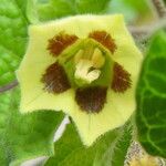 Physalis pruinosa Flower
