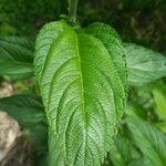 Lippia alba Foglia