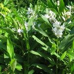 Hedychium coronarium Habitus