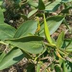 Vincetoxicum hirundinaria Leaf