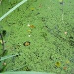 Lemna aequinoctialis Blatt