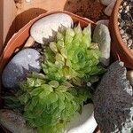 Haworthia mucronata葉